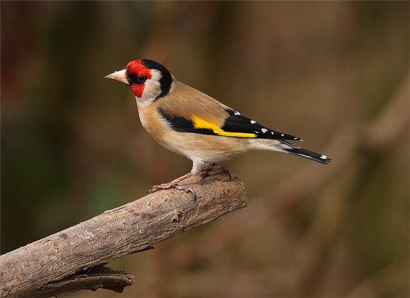 Goldfinch-02522563