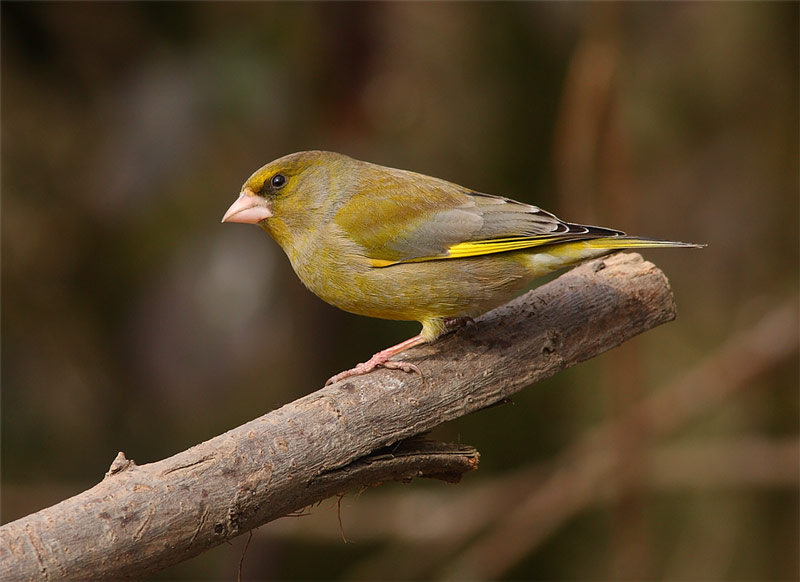 Greenfinch-02722566