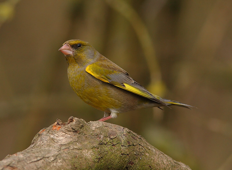 Greenfinch-02842569