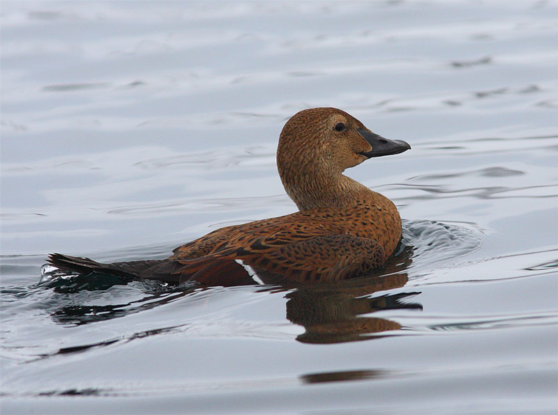 King-Eider-female-14982657