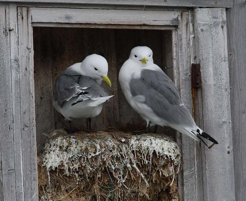 Kittiwake-14052655