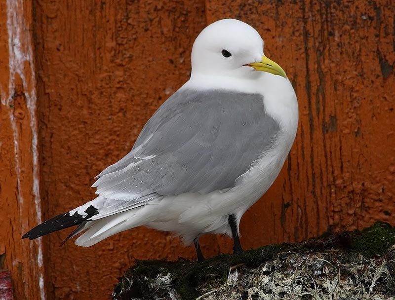 Kittiwake-16562626