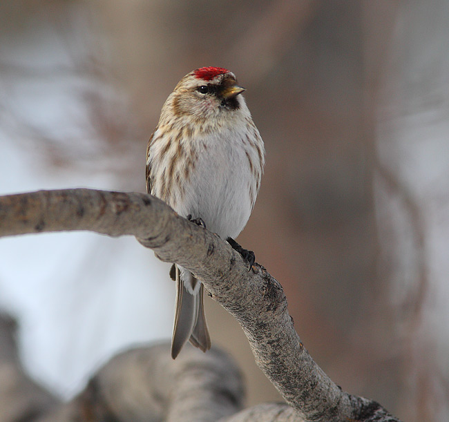 Mealy-Redpoll-31242610