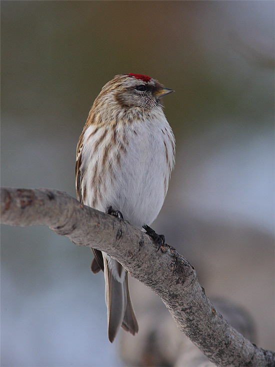 Mealy-Redpoll-31322604