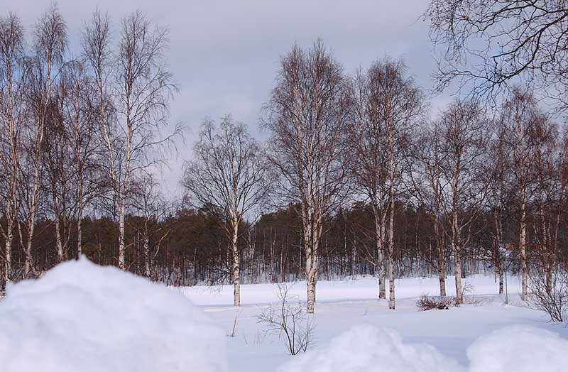 Pasvik-Valley-91552677