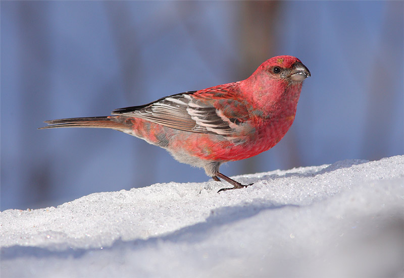 Pine-Grosbeak-33162579