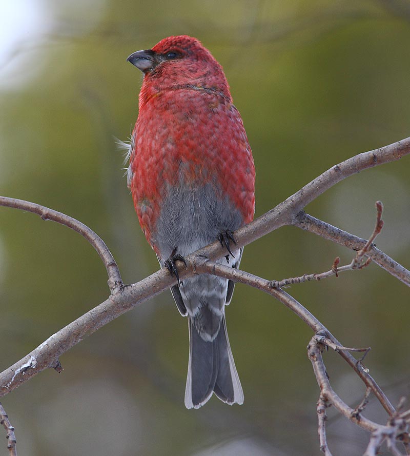 Pine-Grosbeak-33992582
