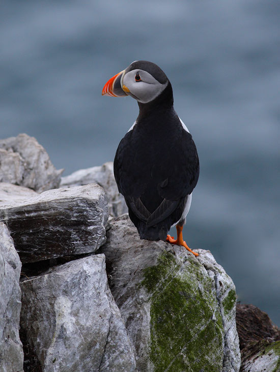 Puffin-19092642
