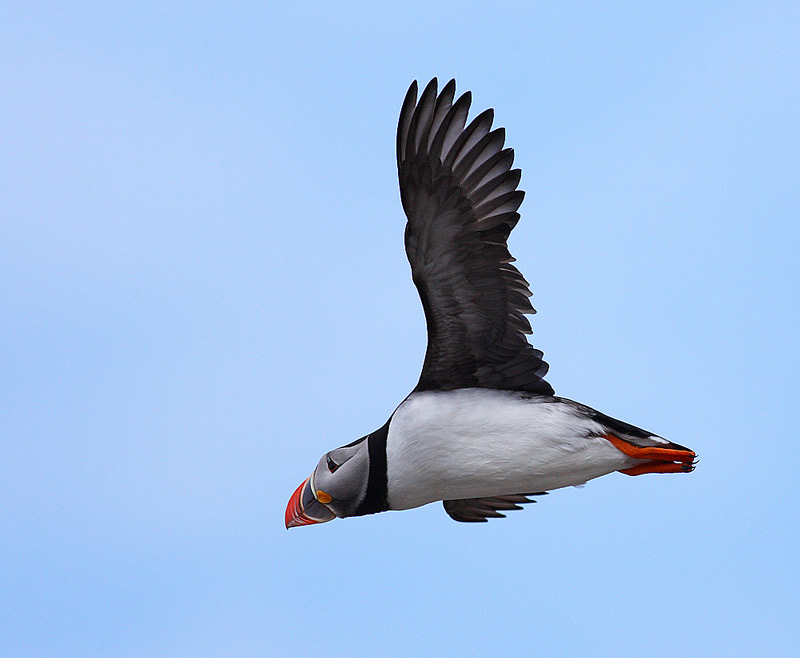Puffin-23562632