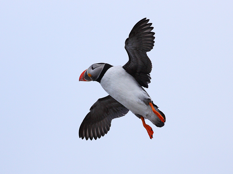 Puffin-23632633