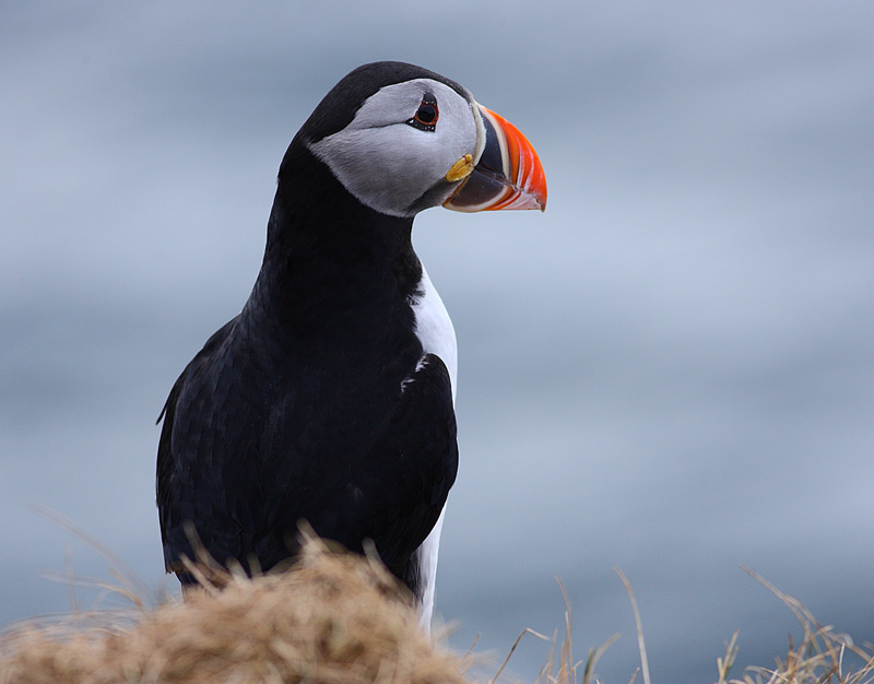 Puffin-23762635