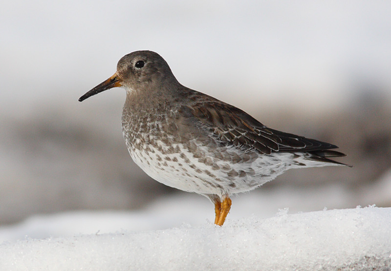Purple-Sandpiper-15462621