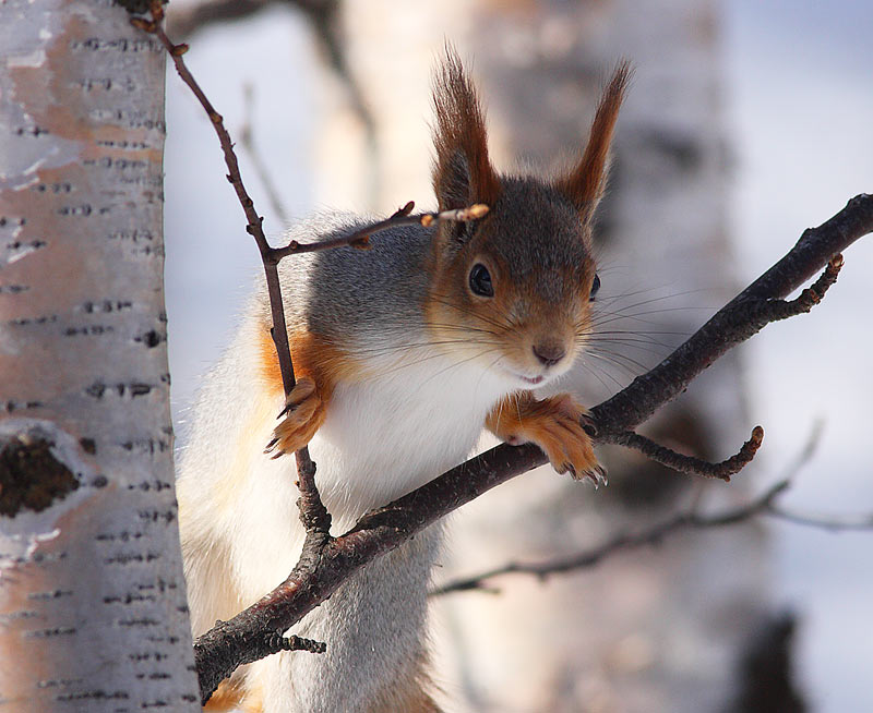 Red-Squirrel-31742606