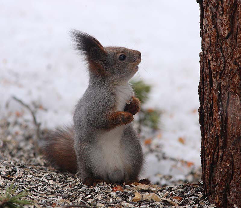 Red-Squirrel-Birkhusky2690