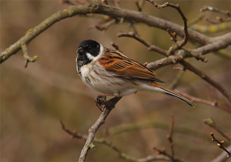 Reed-Bunting-02802568
