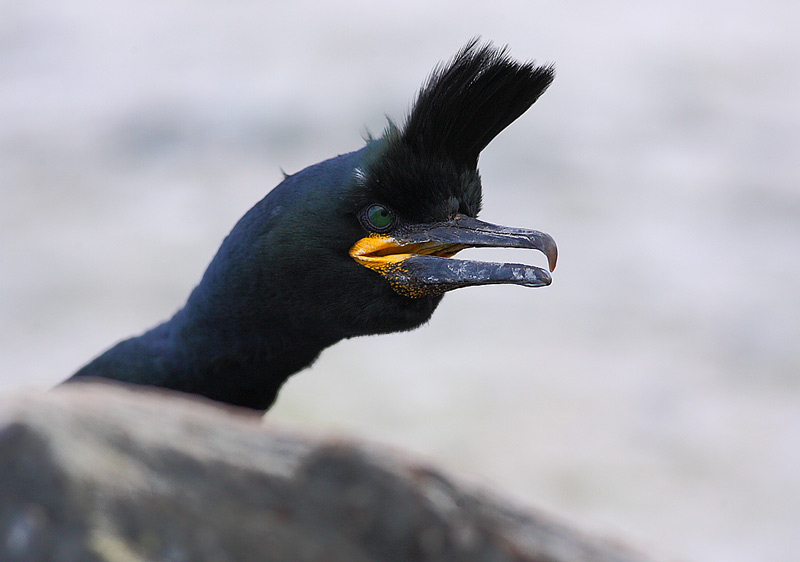 Shag-25692636