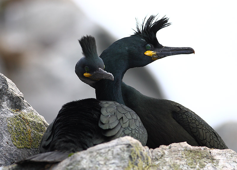 Shag-25972637