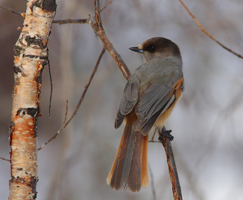 Siberian-Jay-30992611