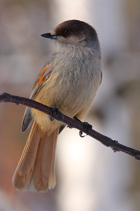 Siberian-Jay-33022577