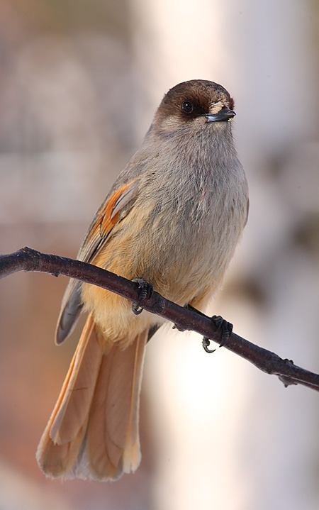 Siberian-Jay-33052578
