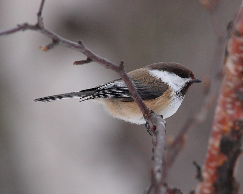Siberian-Tit-08152599