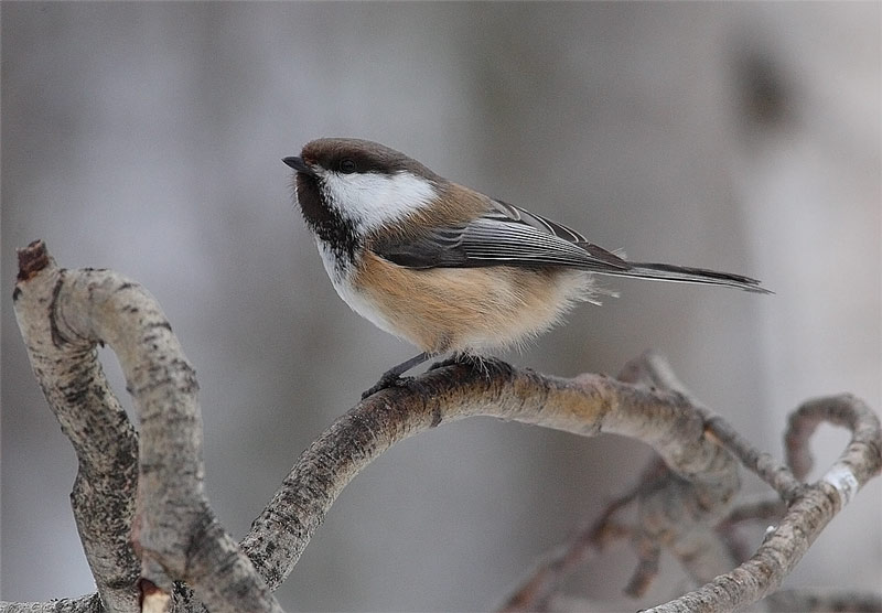 Siberian-Tit-08742596