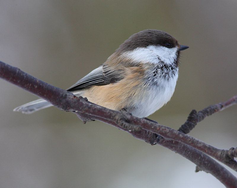Siberian-Tit-32542593