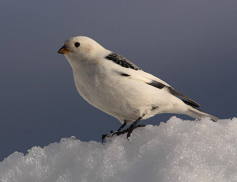 Snow-Bunting-30122616
