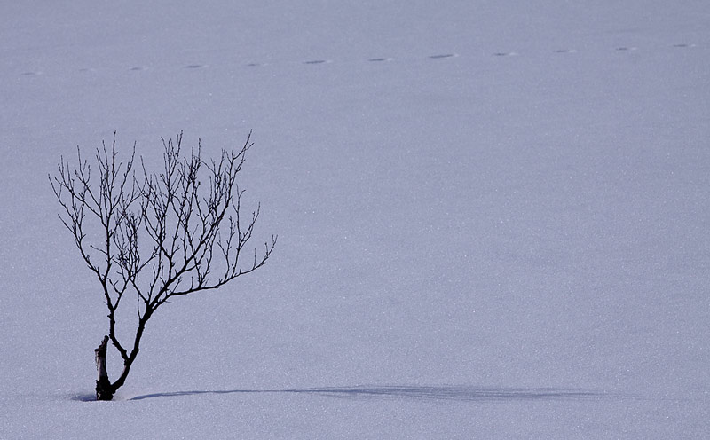 Tree-01792664