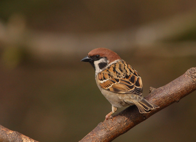 Tree-Sparrow-02262560