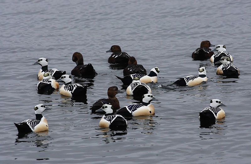 s-Eider-17212627