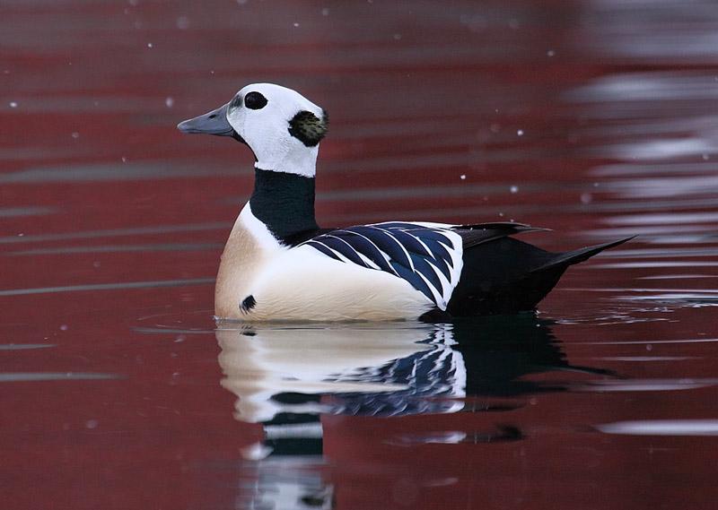 s-Eider-93592584