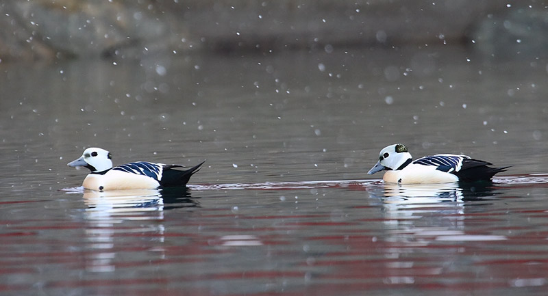 s-Eider-94282588