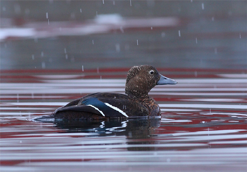 s-Eider-female-11342648