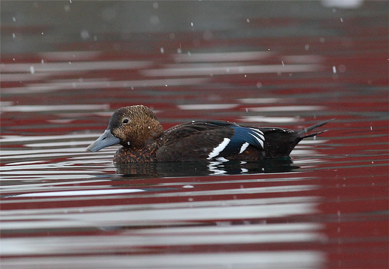 s-Eider-female-11592595