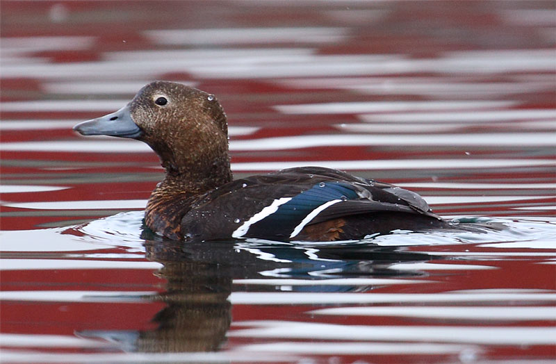 s-Eider-female-96002592