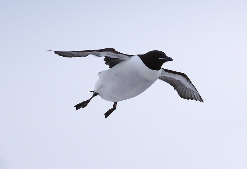 s-Guillemot-20512631