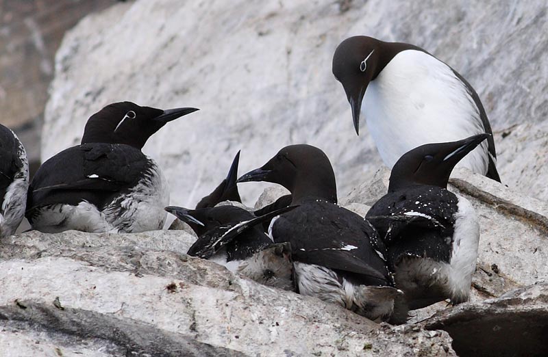 s-Guillemot-26002686