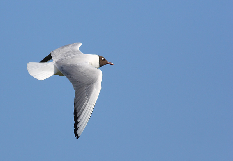 Black-headed-Gull-43472789