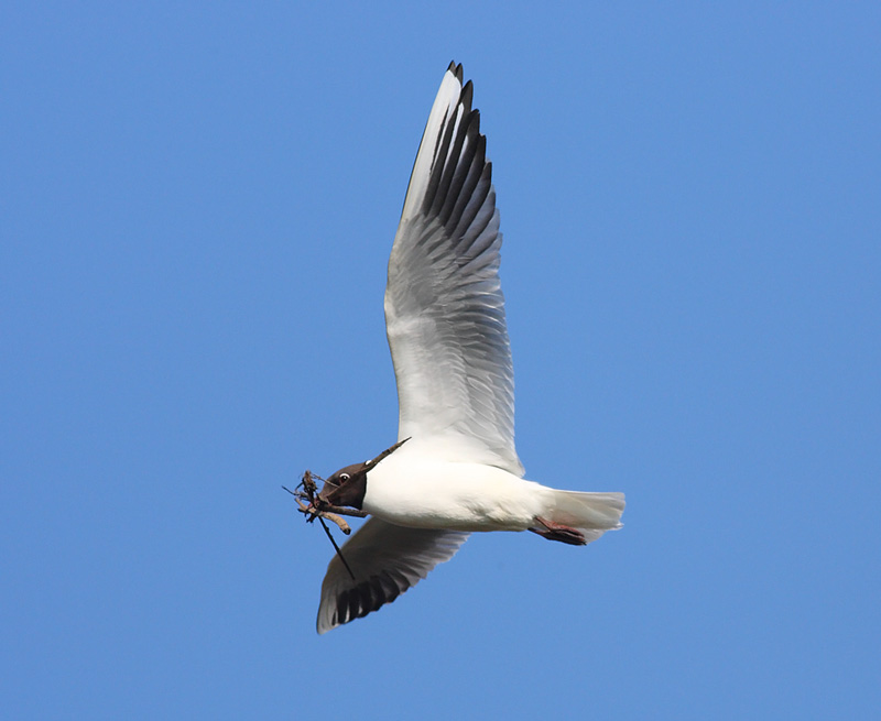 Black-headed-Gull-43542790