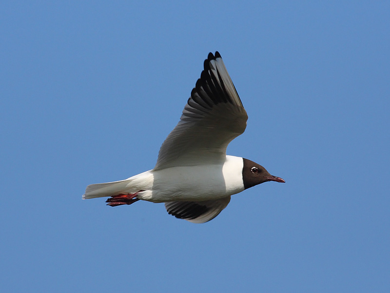 Black-headed-Gull-43562792