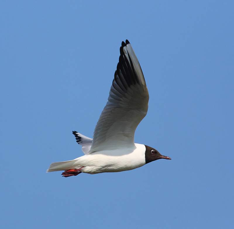 Black-headed-Gull-43582791