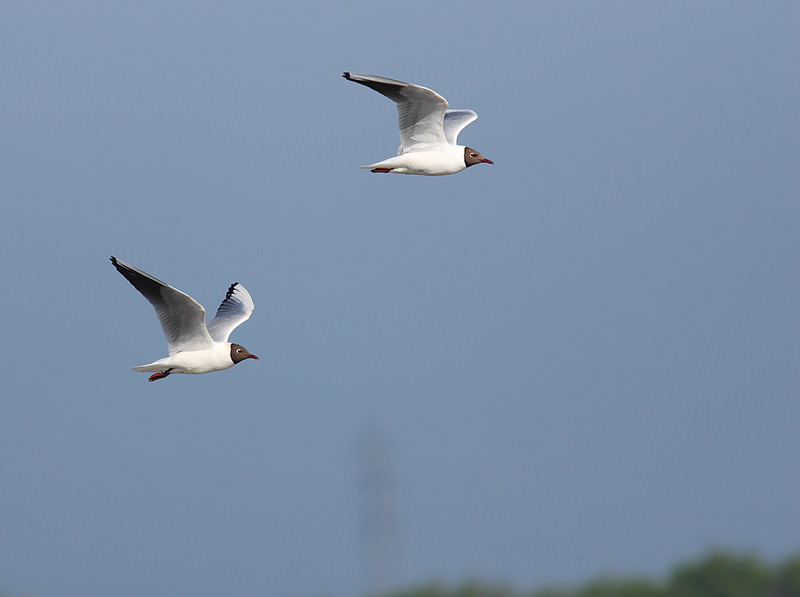 Black=headed-Gull-43162786