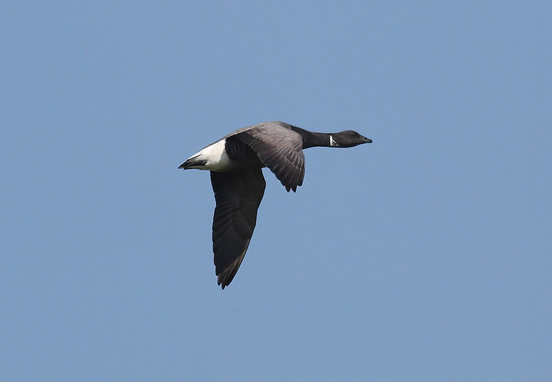 Brent-Goose-43722794