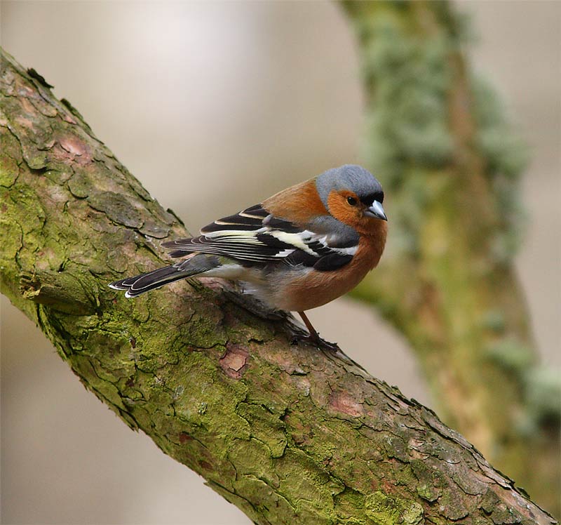 CHAFFINCH-36922704