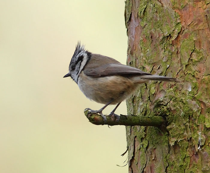 CRESTED-TIT-34702698