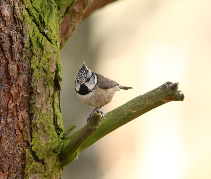 CRESTED-TIT-34872700