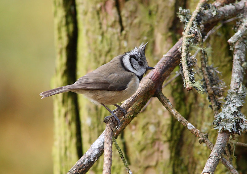 CRESTED-TIT-36842703