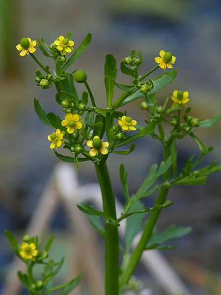 Celery-leaved-Buttercup2818