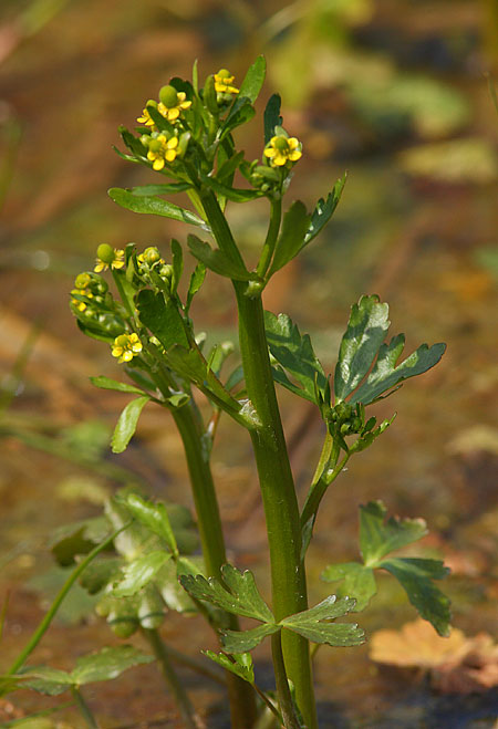 Celery-leaved-Buttercup49862819